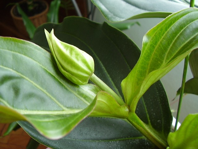Medinila Magnifika