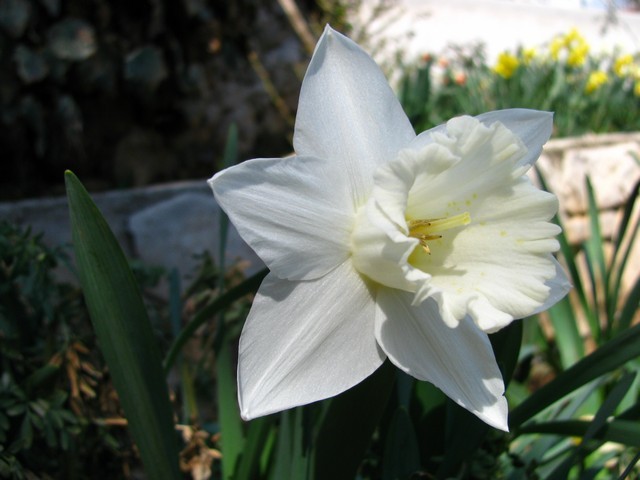 Narcissus - 