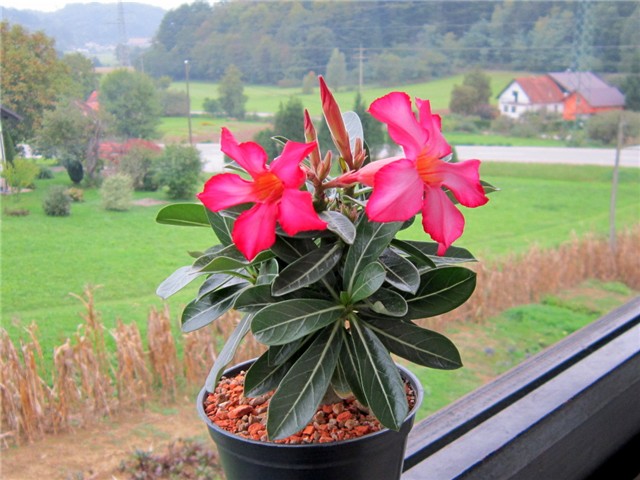 Adenium obesum - hibrid