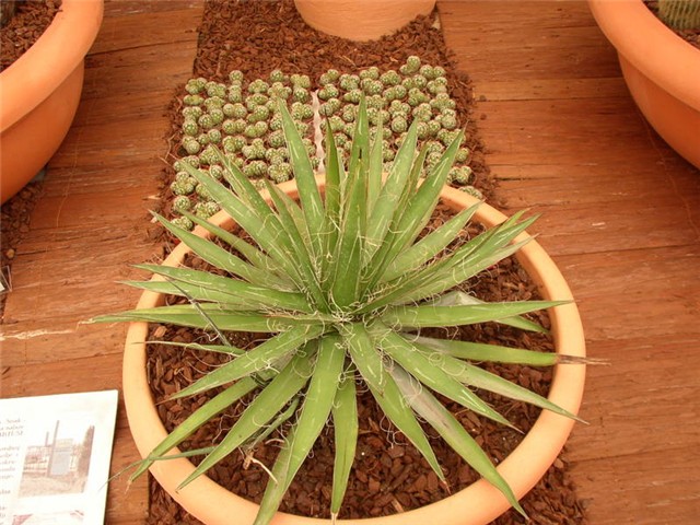 Flora Art Zagreb