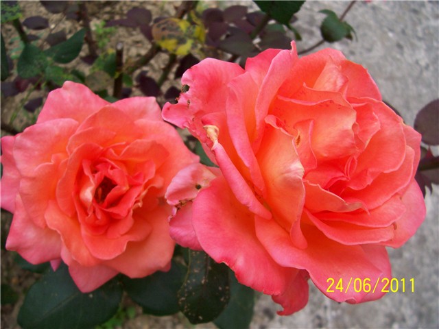 Ruža čajevka narančasto crvena
