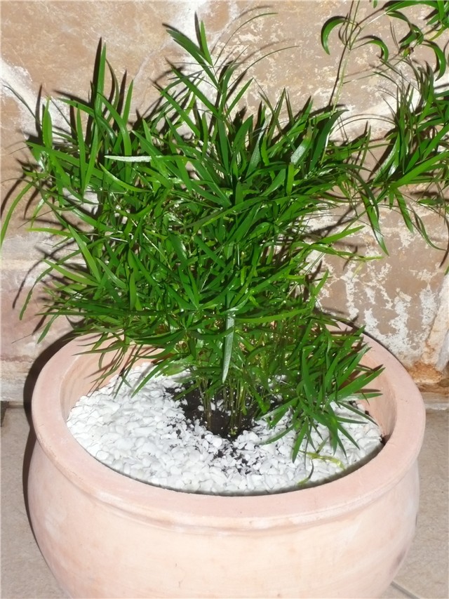 asparagus