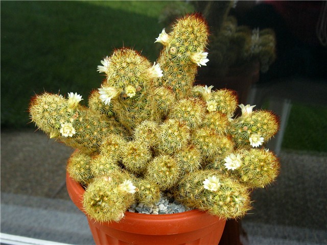Mammillaria elongata