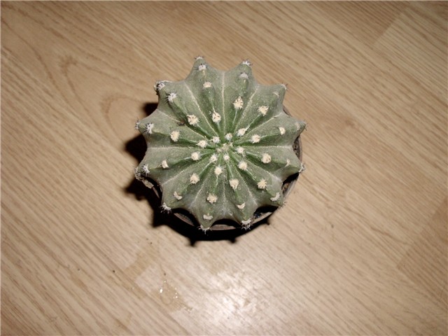 kaktus