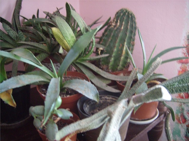 kaktusi