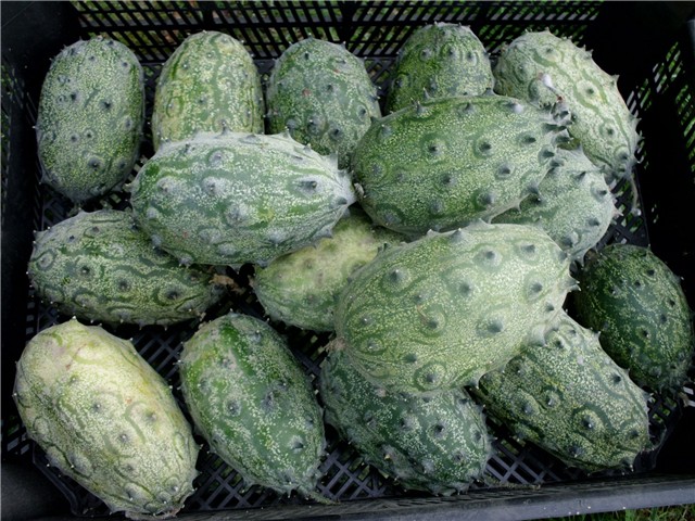 kiwano4