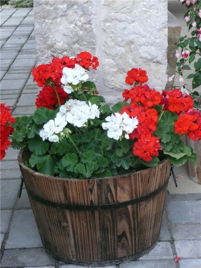 pelargonija zonale