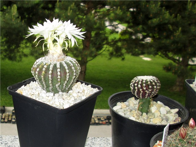Discocactus horstii