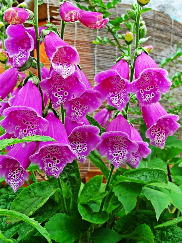 naprstak/foxglove
