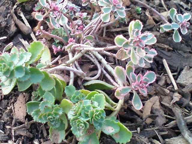 Sedum spurium tricolor