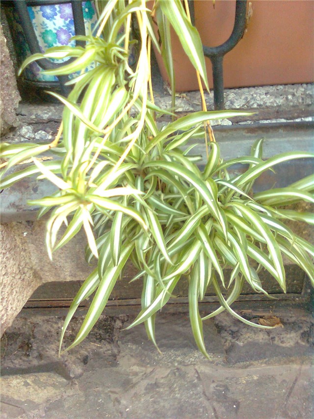 klorofitum