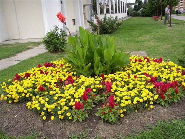 Vukovar cvijece