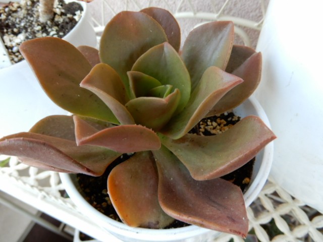 aeonium nobilo
