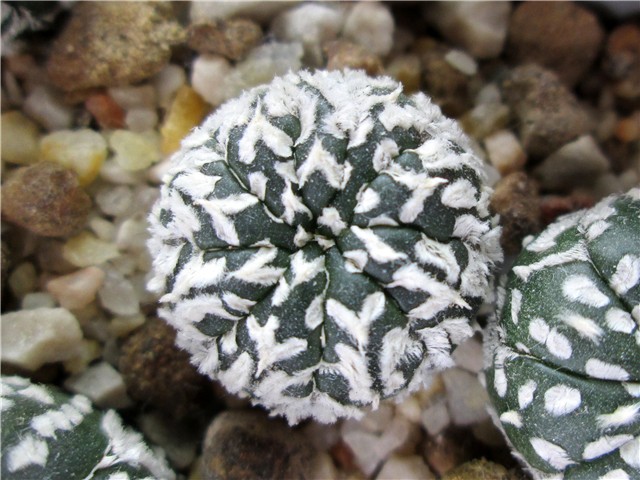 astrophytum asterias super kabuto
