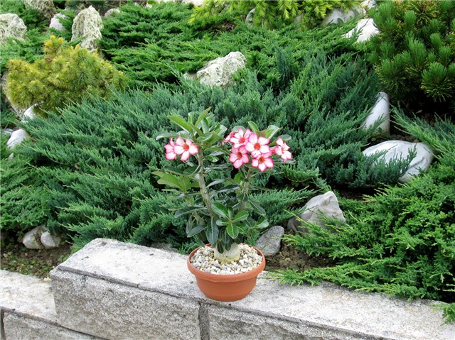 Adenium obesum