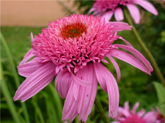 echinacea Pink Double Delight