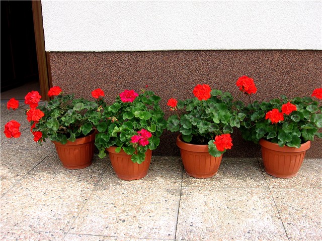 Pelargonije