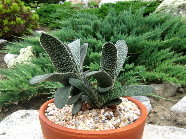 Gasteria maculata 