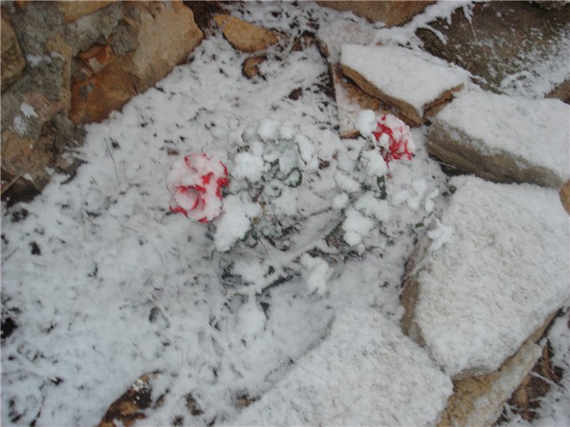 ruže i zima