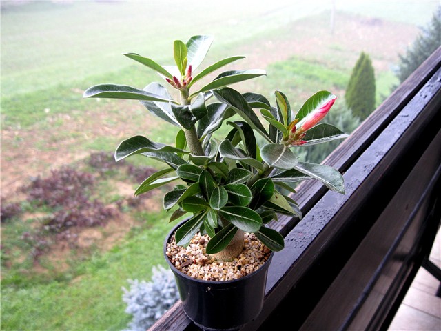 Adenium obesum, sijanac travanj 2012