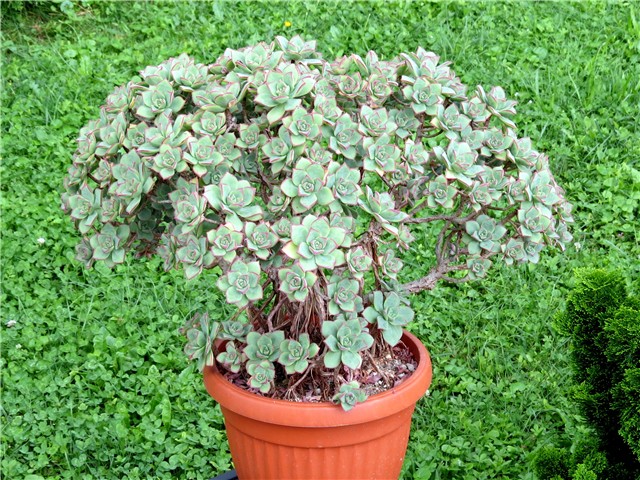 Aeonium gomerense