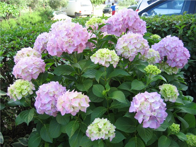 hortenzije