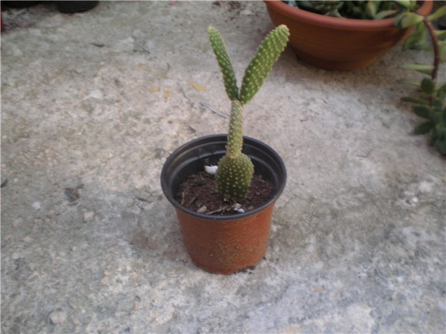 Opuntia -zeko!