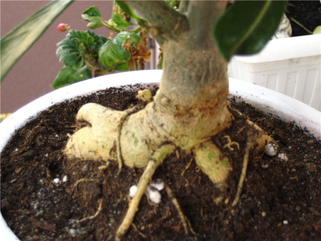 adenium