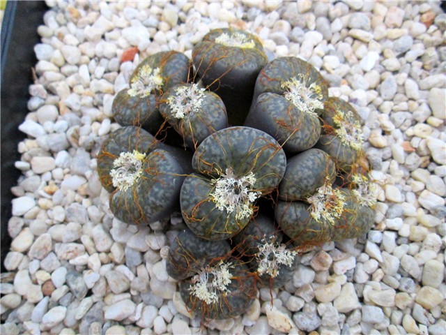 lithops - Ž. Baljkas