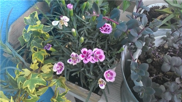 moj balkon