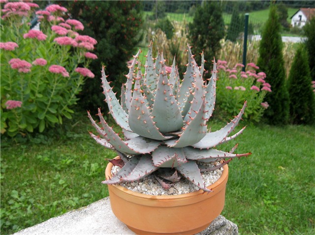 Aloe ferox