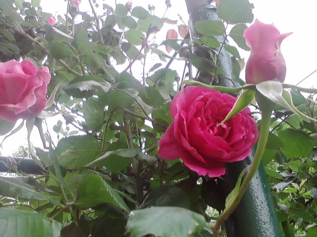 roza ruža