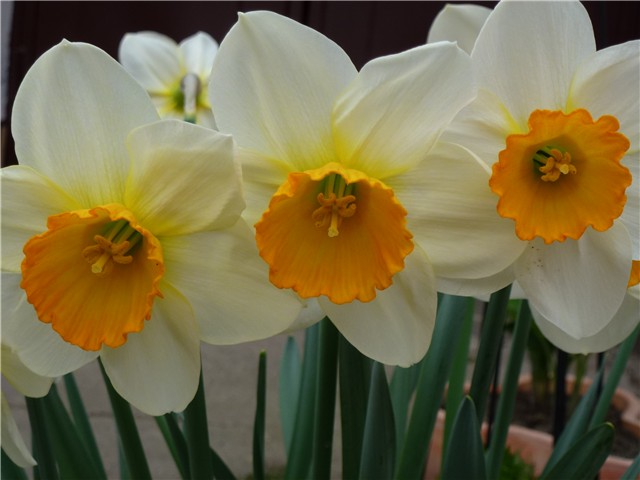 Narcissus Flower Record