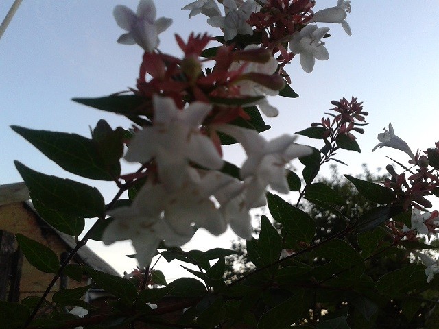 abelia