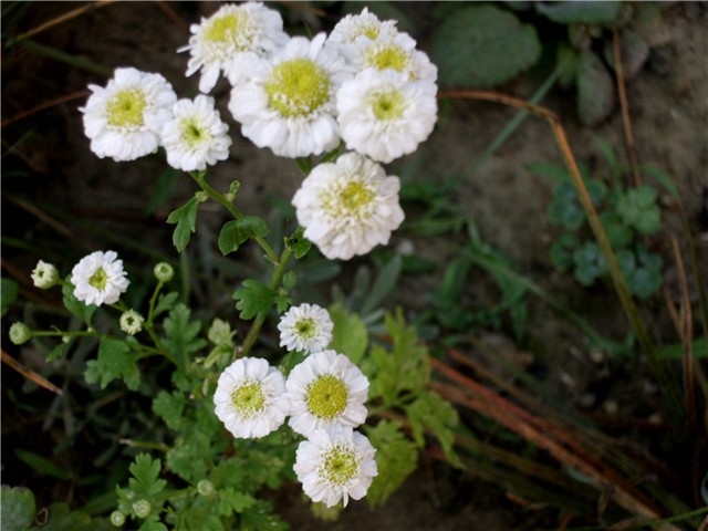 tanacetum bijeli