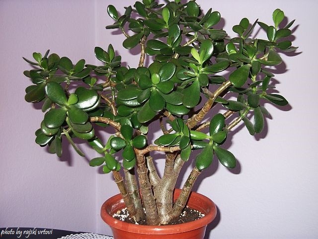 crassula ovata