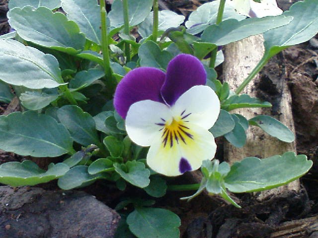 Maćuhica (Viola)