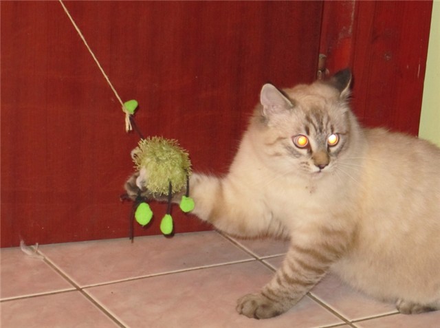 Moji miceki