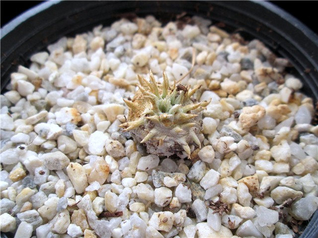 pachypodium brevicaule