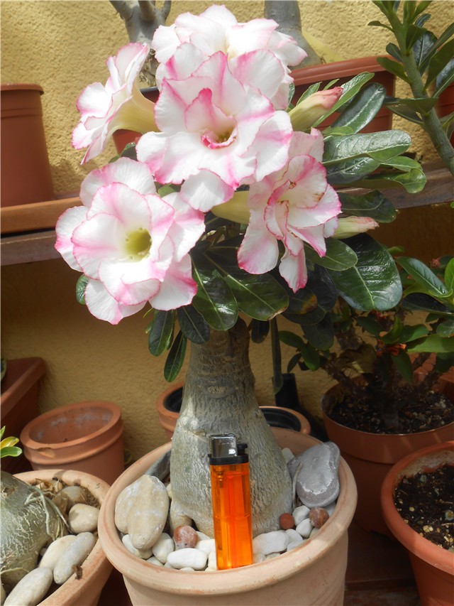 Adenium