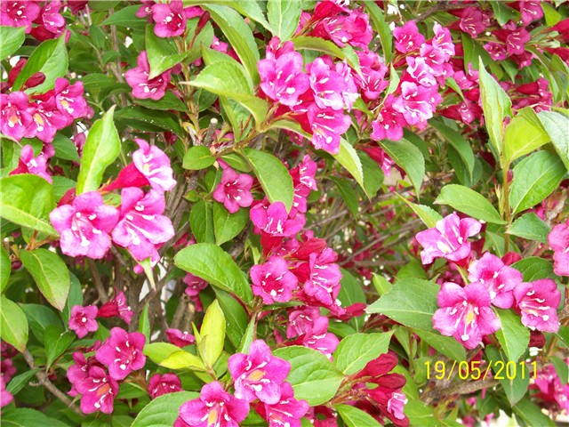Weigela