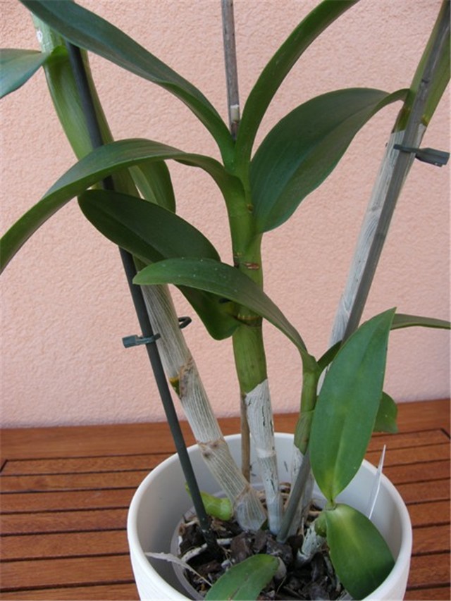 Orhideja Drenobium