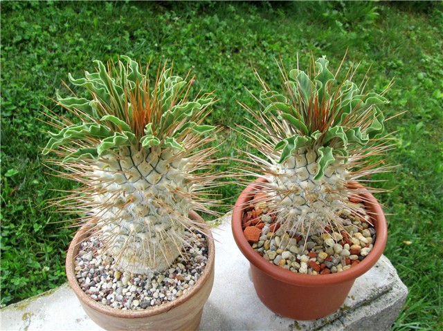 Pachypodium  namaquanum