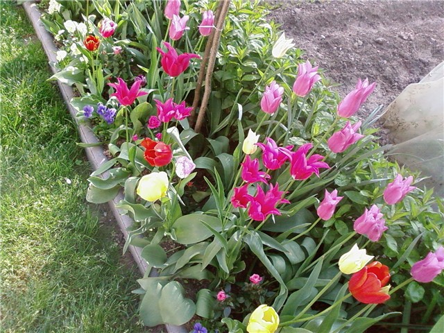 tulipani