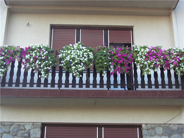 petunije