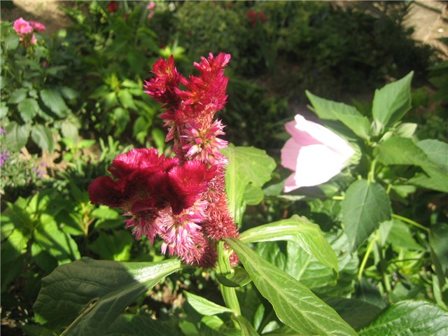 Celosia