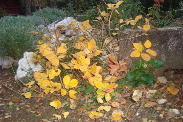 cotinus