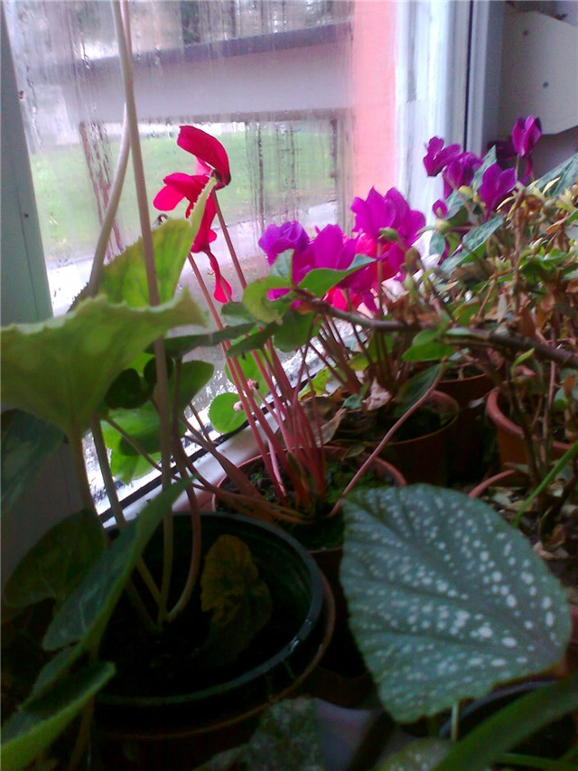 cyclamen