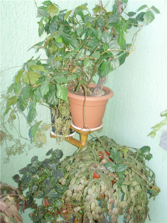 čošak