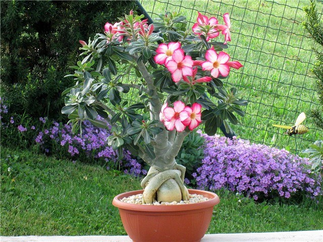 Adenium obesum